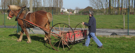 Vlaams Paard vzw