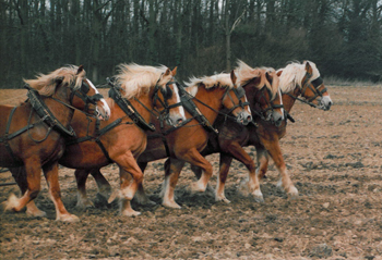 Vlaamse Paarden