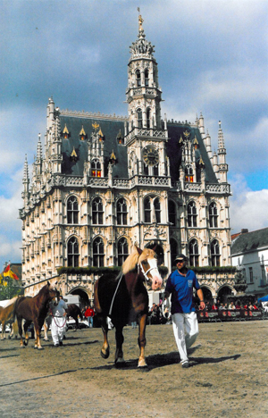 Evenement met Vlaamse Paarden