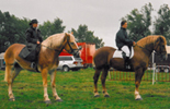 2 Vlaams Paarden met ruiter