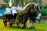 Vlaams Paard Foto Archief