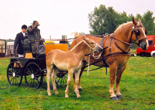 Tweespan met Vlaamse Paarden